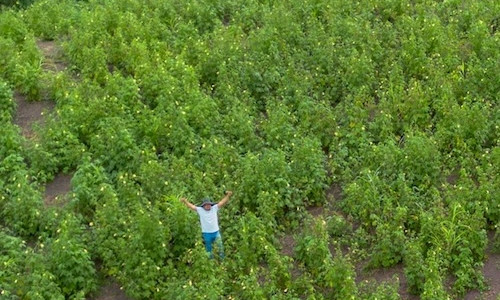 Promoción para la siembra de semillas de almizcle